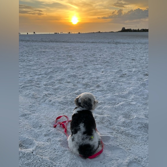 Meet your Posher, Oliviaodc - Picture 8 of 10